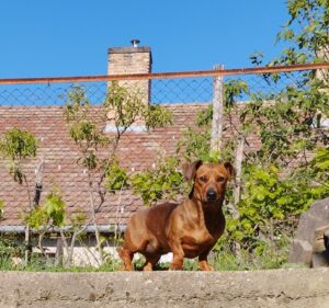 SciPet ízület és porcerősítő kutyáknak - 3x60 db photo review