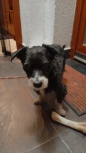 SciPet ízület és porcerősítő kutyáknak - 60 db kedvezménnyel photo review