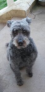 SciPet ízület és porcerősítő kutyáknak - 3x60 db photo review