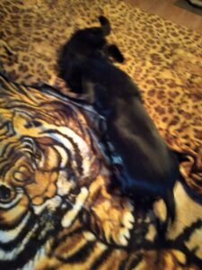 SciPet probiotikum kutyáknak - 60 db photo review