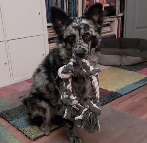 SciPet probiotikum kutyáknak - 60 db (kedvezménnyel) photo review