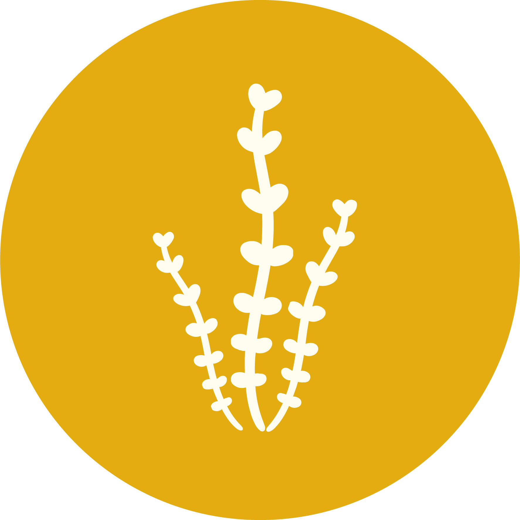 Barna alga